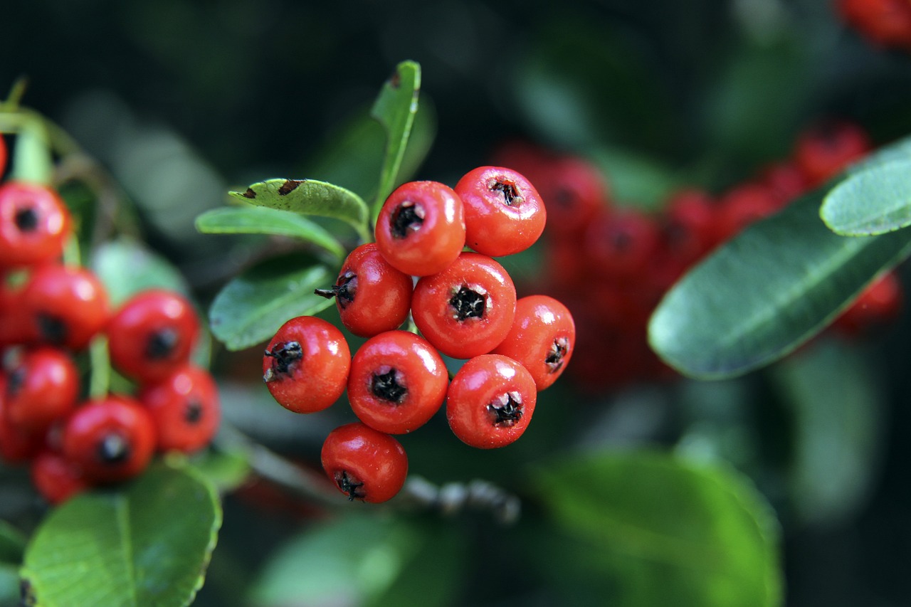 2024賽季中國足球超級聯賽賽程表.